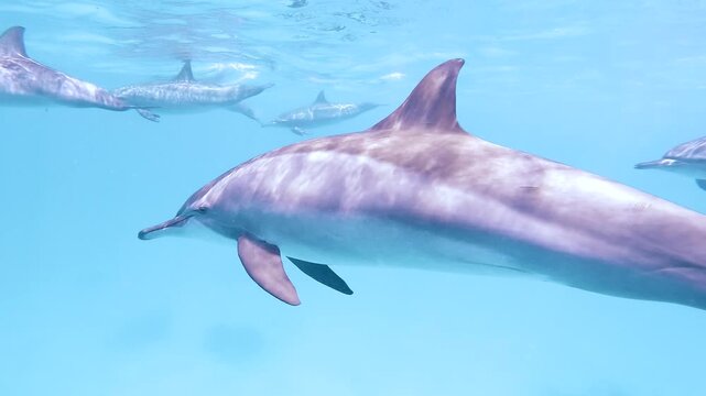 Slow motion video of a pod of spinner dolphins swimming through crystal clear blue water in the Red Sea, Egypt.