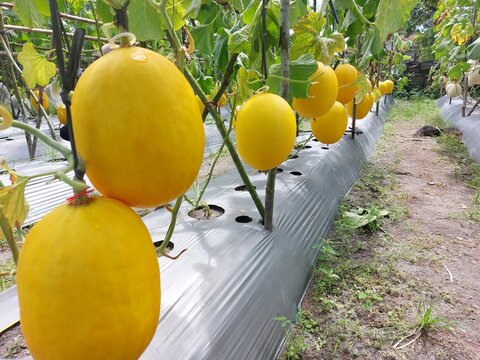 Ripe Yellow Melons Growing in Greenhouse Rows &ndash; Fresh Sweet Melon Fruits on Vines