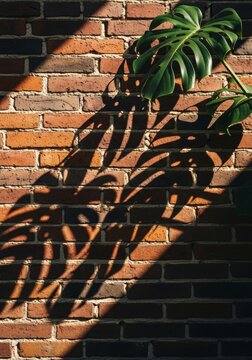 Monstera leaf casting shadow on red brick wall. Tropical plant foliage with sunlight and shade effect. Interior design background with natural texture and organic aesthetic pattern.
