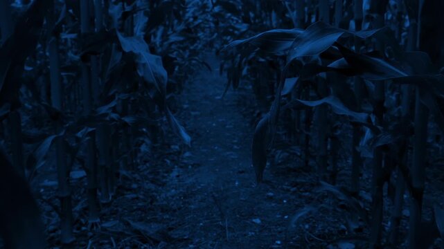 Walking Between Rows Of Corn At Night Animal POV
