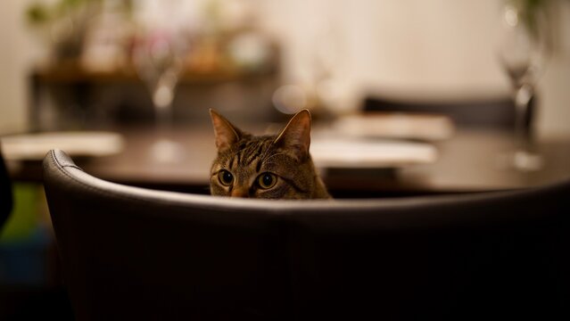 椅子から覗くキジトラ猫