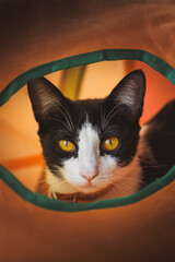 cat in a basket © Lucas