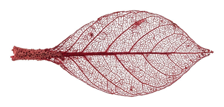 Delicate vibrant red skeleton leaf showcasing intricate vein structure and natural fibrous texture, professionally captured on an isolated transparent background image