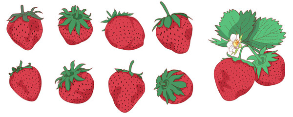 Fresh red strawberry vector illustration bundle. Juicy ripe strawberries elements with green leaves and blossoms. Isolated botanical watercolor style berry clipart set for juice packaging, food menu  © SommerWhispers