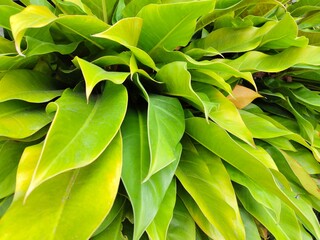 Close-up of vibrant green Philodendron Moonlight leaves in a lush tropical garden. Beautiful natural background.  © Darma