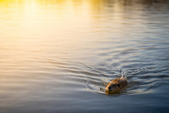 Wild nutria swimming through calm water at golden sunset