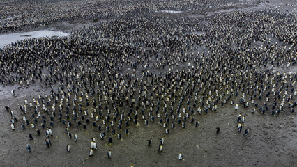 Massive King Penguin Rookery Stretching Across South Georgia Lowlands with Volcanic Mountains Under Overcast Sky © 7 Fine Art