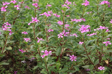 Fototapeta premium Pink vinca flowers blooming in lush green garden with a dense cluster of pink periwinkle flowers