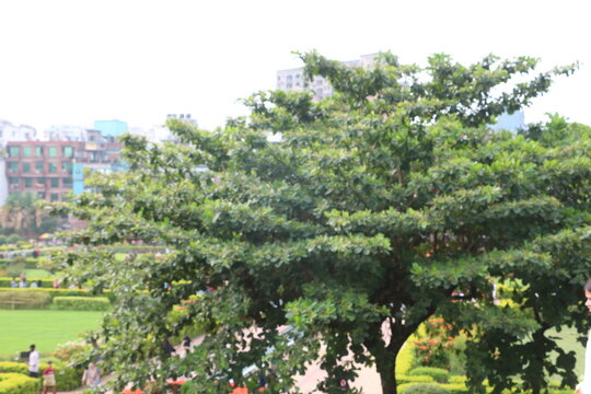 Lush green tree in lalbagh fort garden with branches landscape environment parkland vegetation