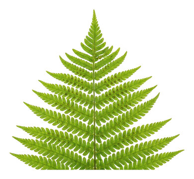 Vibrant green fern frond with intricate pinnate leaves and visible spore patterns displaying a symmetrical triangular shape and natural organic texture isolated transparent background image