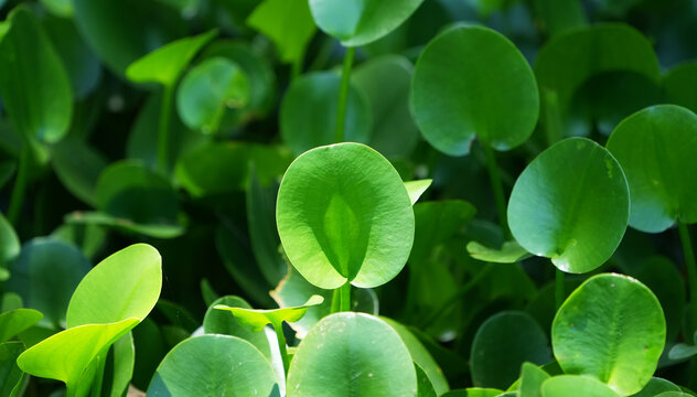 Water Hyacinth cover a pond