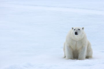 Polar bear on sea ice in the Arctic near Svalbard © willtu