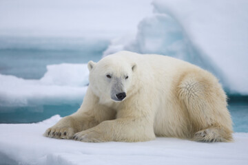 Polar bear on sea ice in the Arctic near Svalbard © willtu