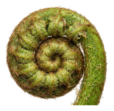 Vibrant green fern fiddlehead spiraling in a tight macro coil with fuzzy brown textures and intricate botanical details showcasing natural growth isolated transparent background image