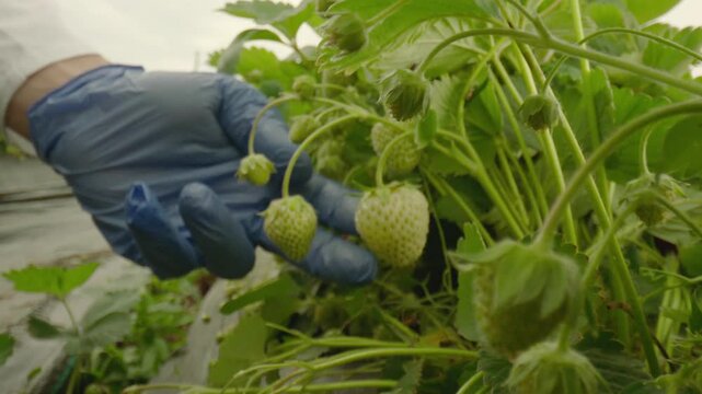 Scientist injecting chemical solution into green strawberry fruit in greenhouse for faster growth and testing agricultural research.