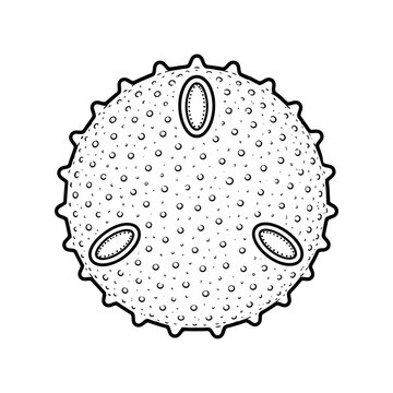 Pollen Grain Structure Educational Plant Biology Illustration Isolated on White Background