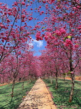 The breathtaking cherry blossom gardens in Yiliang, Yunnan, China