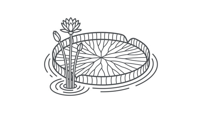 Detailed Victoria amazonica water lily pad line drawing