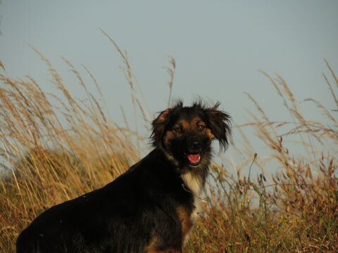 Perrito disfrutando el viento