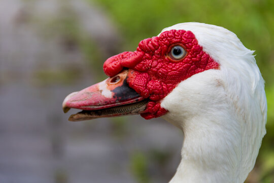 Extreme Close-up of Muscovy Duck Face with Red Wattle