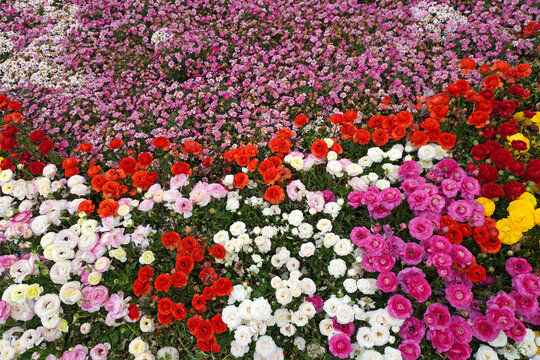 Colorful flowers background and texture 