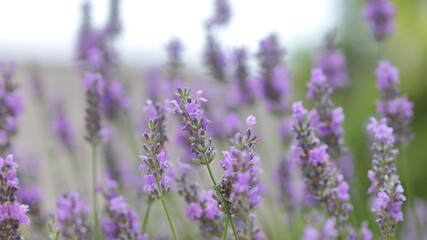 Obraz premium 初夏の陽光に輝くラベンダー / Lavender Flowers Glowing in the Early Summer Sunlight