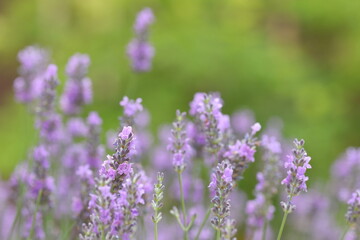 Obraz premium ラベンダーの花穂と柔らかなボケ / Lavender Flower Spikes with Soft Bokeh 