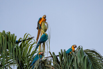blue and yellow macaws © Lucas