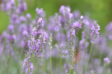 Fototapeta premium 初夏の陽光に輝くラベンダー / Lavender Flowers Glowing in the Early Summer Sunlight 