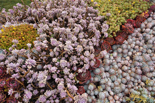 Vibrant succulent garden .The perfect low-maintenance garden inspiration