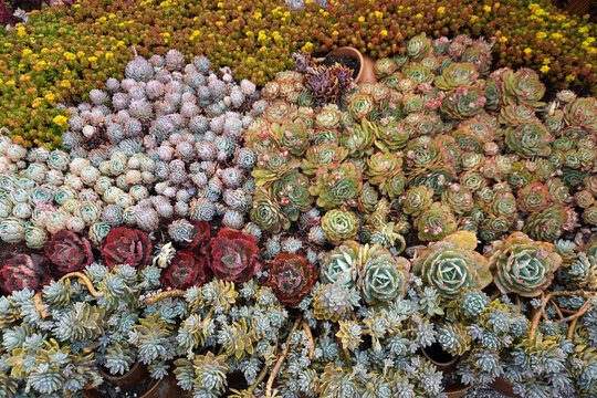 Vibrant succulent garden .The perfect low-maintenance garden inspiration