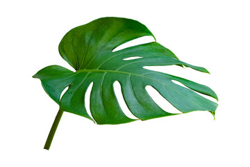 Detailed single green monstera deliciosa leaf with holes isolated on a white background monstera tropical isolated background botanical philodendron  © stockpixelstudio