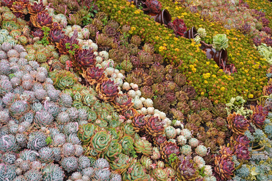 Vibrant succulent garden .The perfect low-maintenance garden inspiration