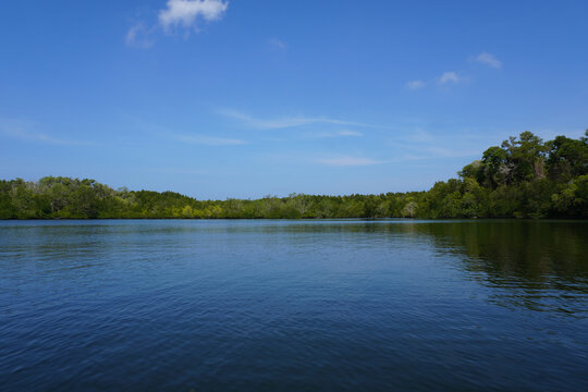 The fertile mangrove forest on the coast of Ban Tha Din Daeng, Thai Mueang District, Phang Nga Province Thailand