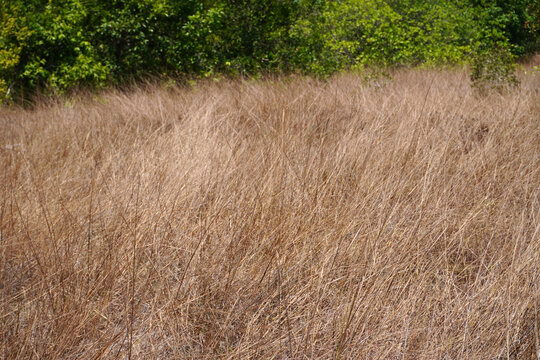 The savanna grassland of Thailand at Khao Na Yak, Phang Nga Province Thailand