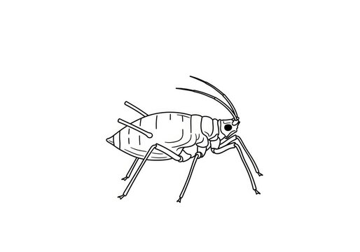 A black and white line drawing depicts a bed bug. The bug is positioned centrally on a white background.