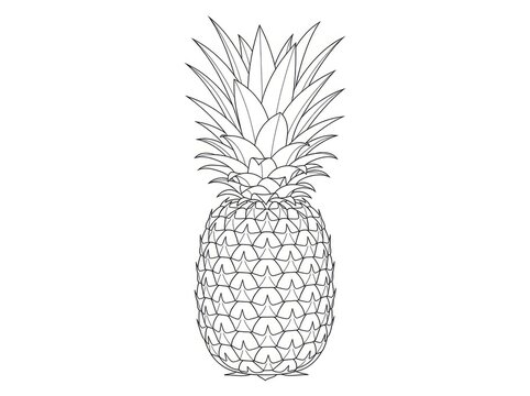A detailed black and white line drawing depicts a pineapple. The pineapple has a spiky crown and a textured body.