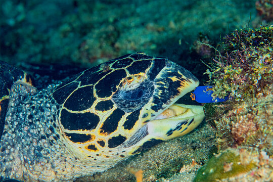 Hawksbill sea turtle feeding on reef sponges in Anilao, Philippines