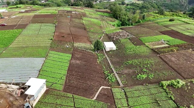 Drone footage flying above cultivated vegetable fields and farmland arranged in geometric patterns. Aerial view of rural agriculture, crop production and sustainable farming landscape.