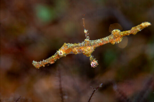Juvenile ornate ghost pipefish camouflaged among underwater vegetation in Anilao, Philippines