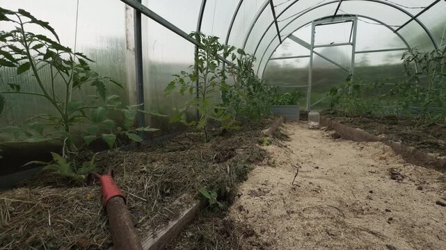 Young tomato plants growing inside polytunnel greenhouse with mulched garden beds