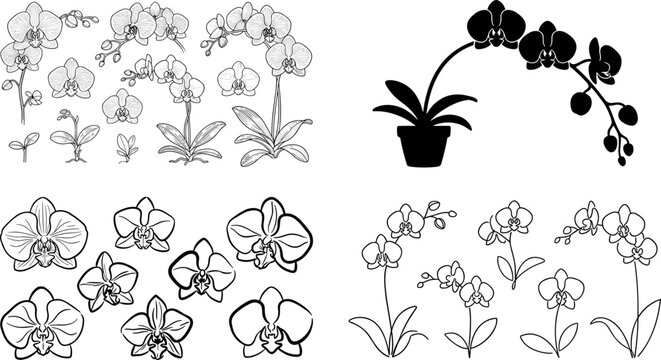 Collection of orchid flower vector illustrations featuring detailed botanical sketch solid black silhouette and continuous line art styles