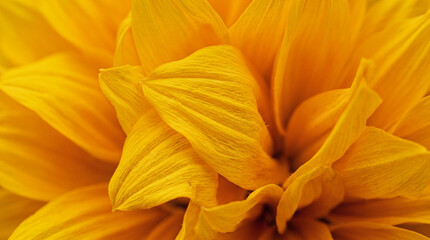 Obraz premium Extreme close-up and soft macro texture of vibrant yellow sunflower petals layered together, showing fine botanical details.