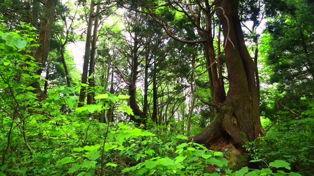 幻想の森