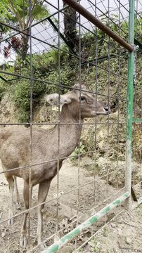 Captive Brown Deer with Yellow Identification Tag in Hillside Enclosure