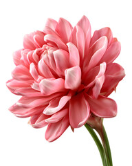 Fototapeta premium Pink Flower with Ginger Bracts Arranged in a Cone Shape, Illustrating Vibrant Beauty and Natural Elegance