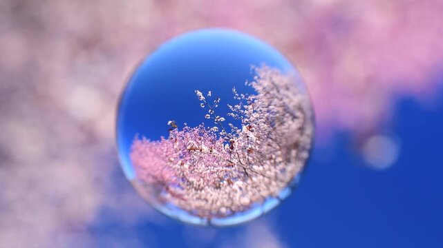 二十間道路桜並木の桜