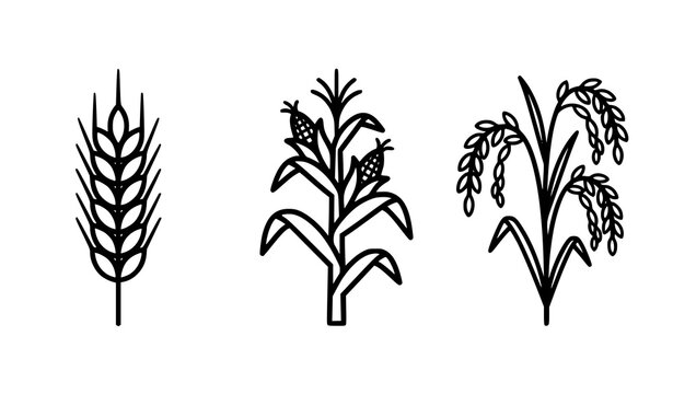 Agricultural Grain and Cereal Line Art Icon Set with Wheat Ear Corn Stalk and Rice Plant Symbols for Organic Farming and Food Branding