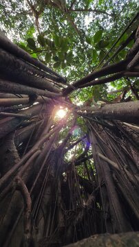 Vertical shot inside Ancient Banyan Tree roots. Wide Angle Upward View