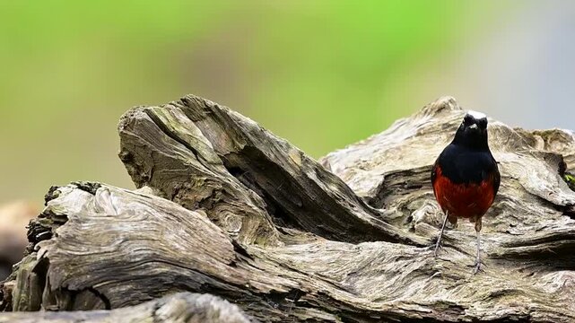 This high-definition video frame captures a White-capped Redstart standing alertly on a deeply textured piece of river driftwood, its snow-white crown contrasting sharply with a dark body.